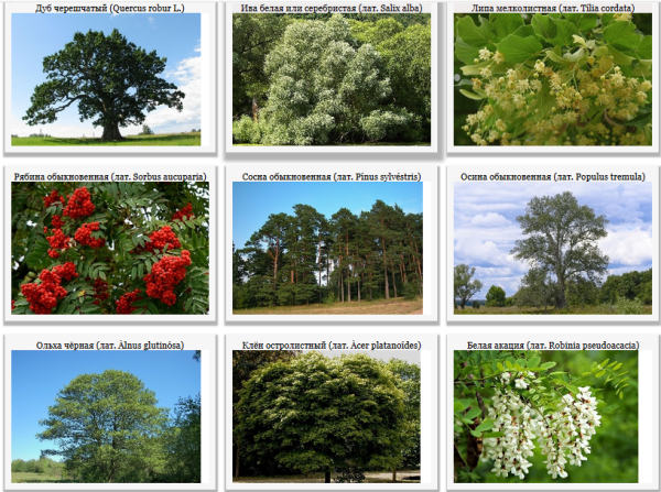 Кустарники и кустарнички в Саратовской области