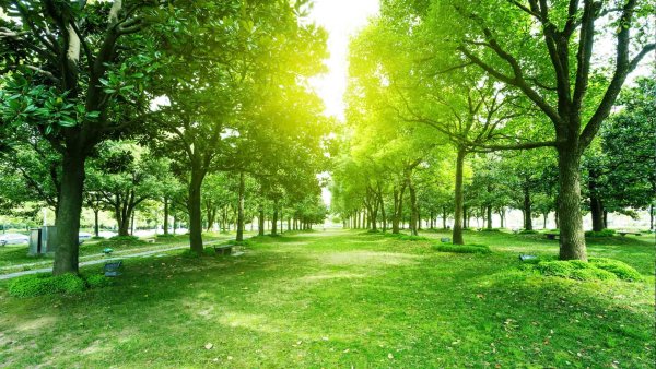 Дерево парк альбом