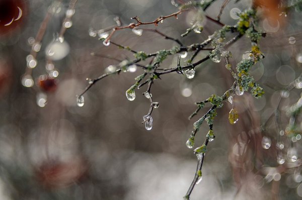 Февральская оттепель