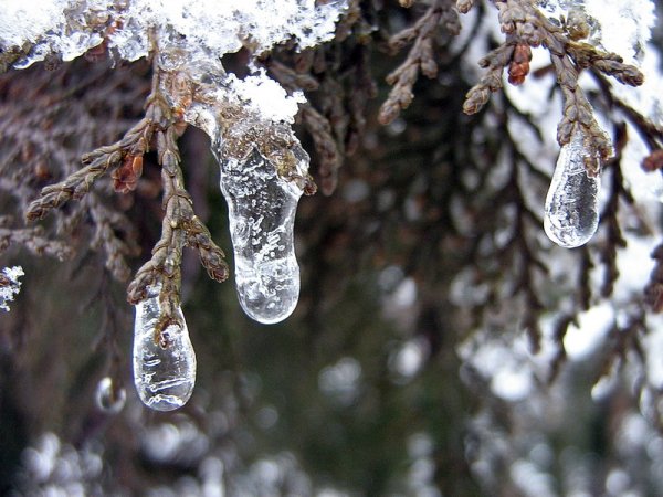 Февральская капель