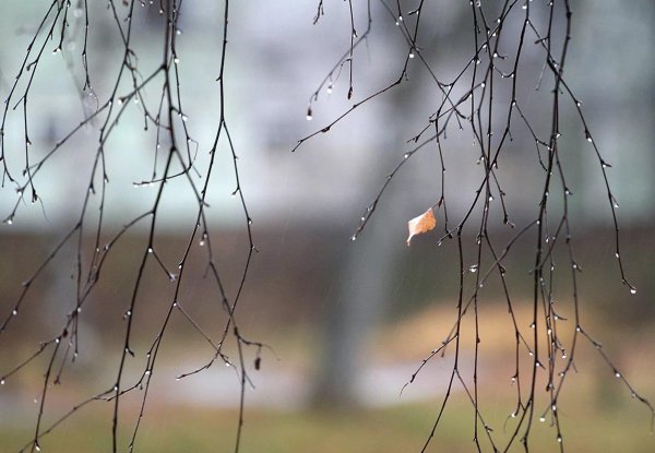 Поздняя осень дождь ветер