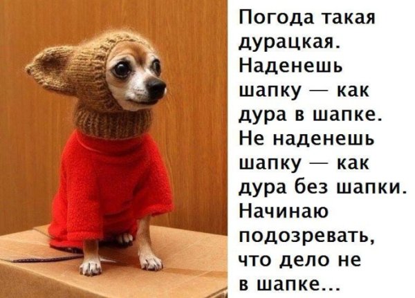 Одень шапку прикол