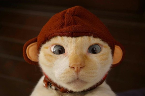 Смешной кот в шапке