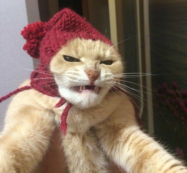 Недовольный кот в шапке