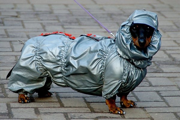 Кот в дождевике