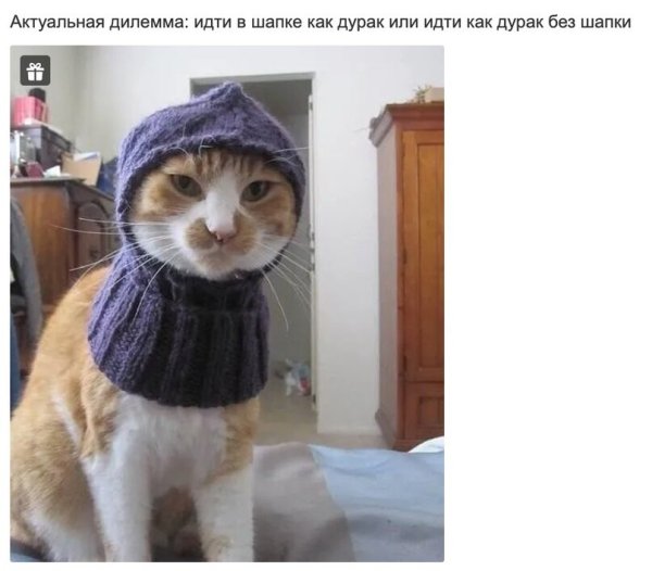 Кот в зимней одежде