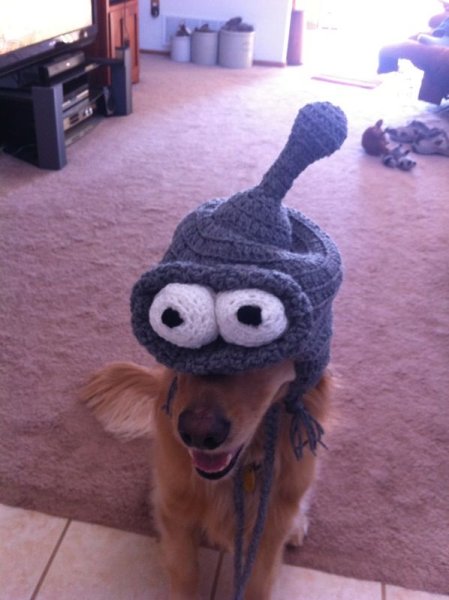 Собачка в шапке смешная