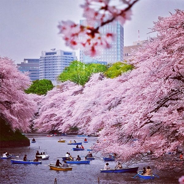 Климат Японии Токио