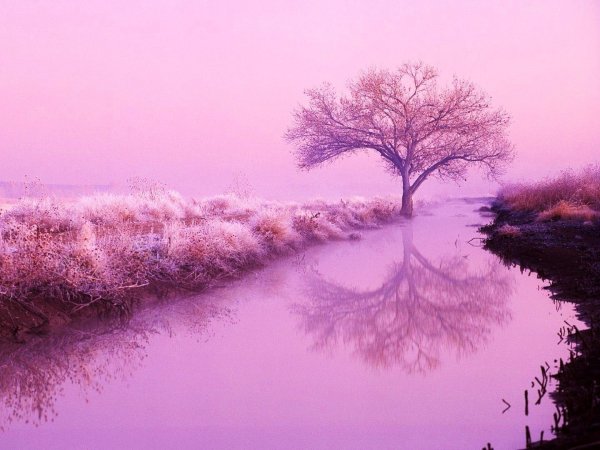 Природа в розовых тонах