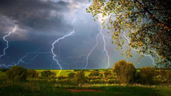 Весенние розы