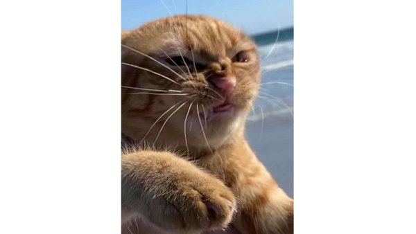 Кот фу солнце