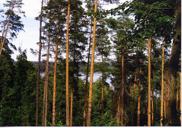 Танаевский лес Елабуга