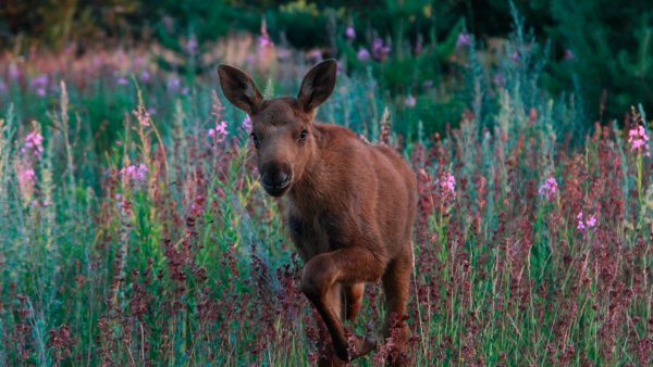 Парк нижняя Кама Татарстана
