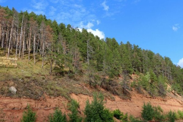 Танаевский лес Елабуга