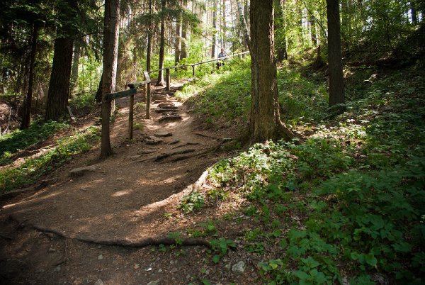 Танаевский лес Елабуга