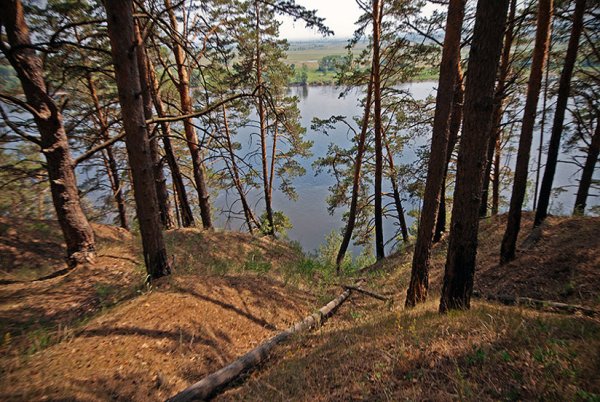 Танаевский лес Елабуга