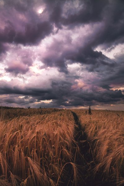 Поле Эстетика