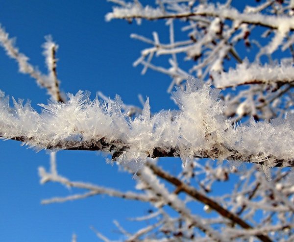 Иней на ветках деревьев