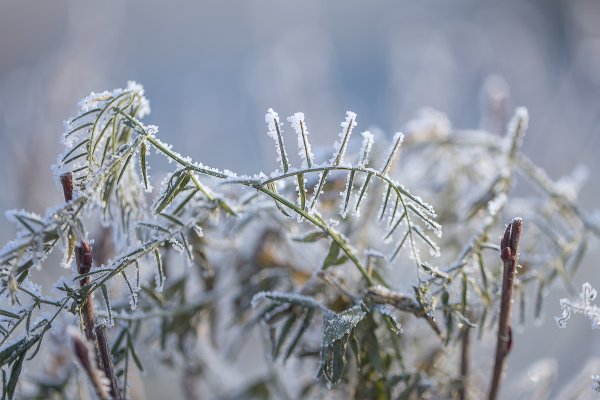 Колючий иней