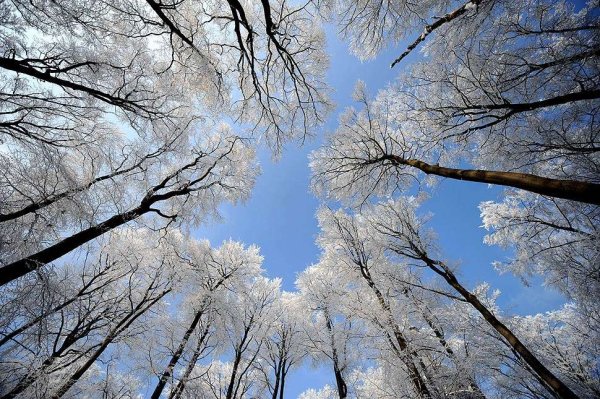 Зимнее дерево на ветру