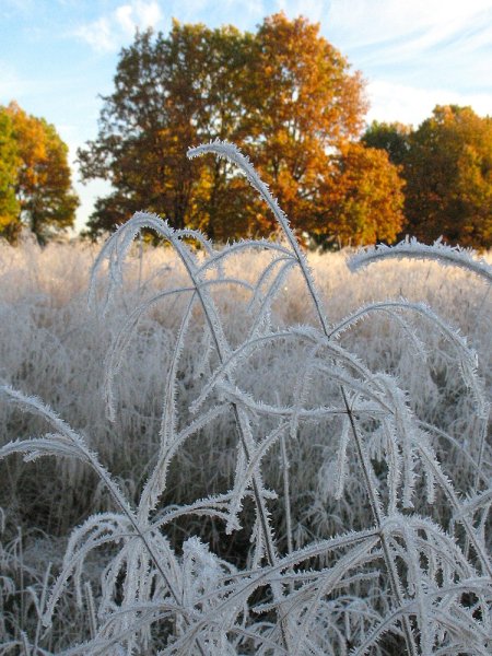 Первые заморозки