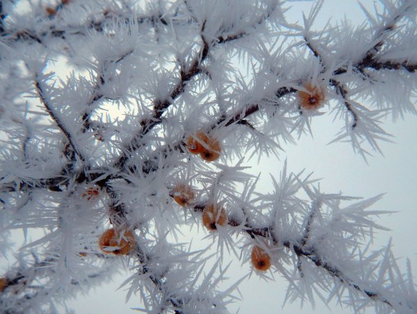 Иней Великий Устюг иней