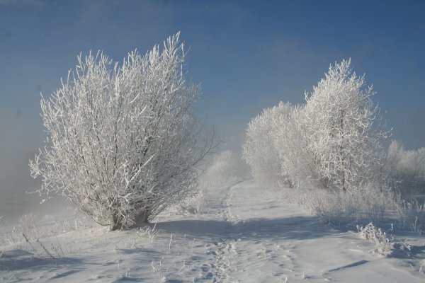Кустарники зимой