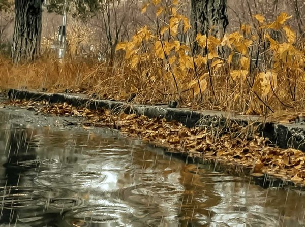 Ливень в ноябре