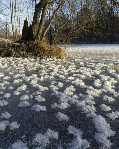 Ледяные цветы на реке