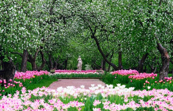 Коломенское музей-заповедник Яблоневый сад