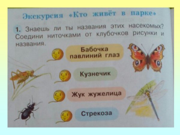Кто живет в парке 1 класс