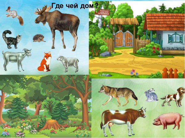 Дикие и домашние животные