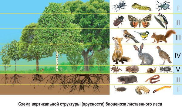 Ярусность лесного биоценоза