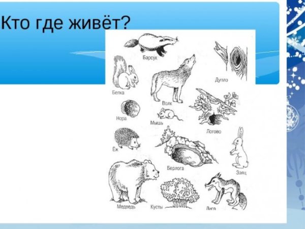 Задания для детей жилища животных