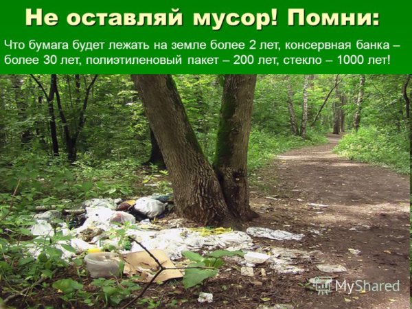Не мусорить в лесу
