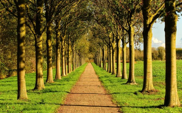 Аллея деревьев