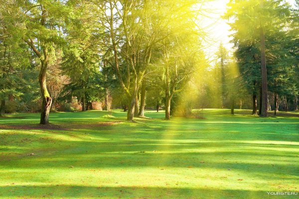 Лужайка с деревьями