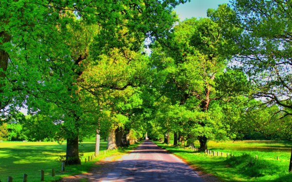 Деревья летом