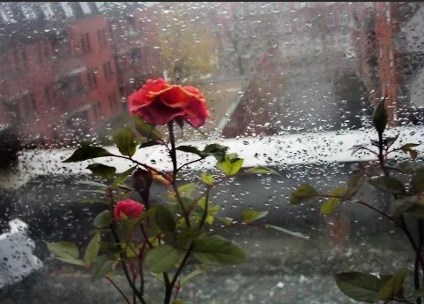 За окном идёт дождь