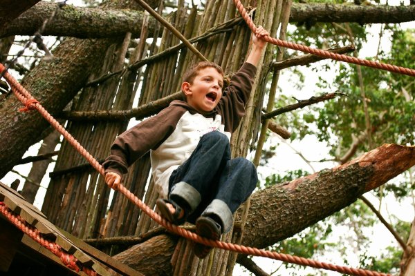 Лазание по деревьям