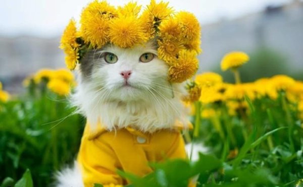 Кот в венке из одуванчиков