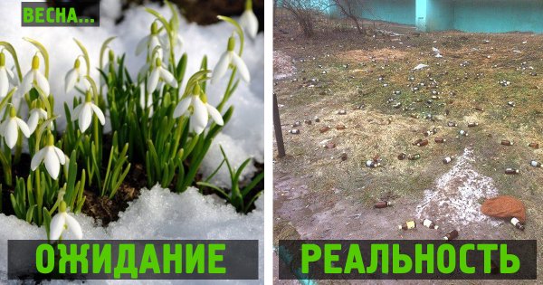 Подснежники прикол