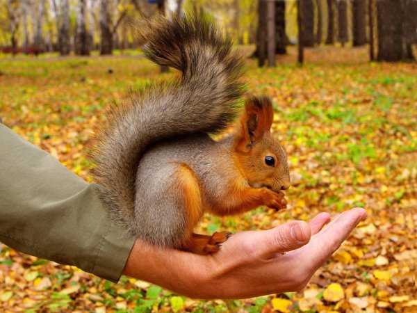 Животные в парке