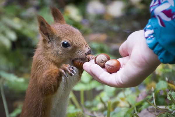 Белки кормятся