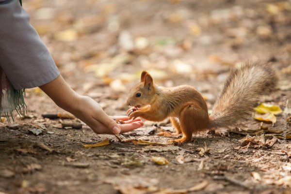 Белка на руке