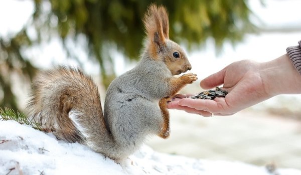 Покормить белку