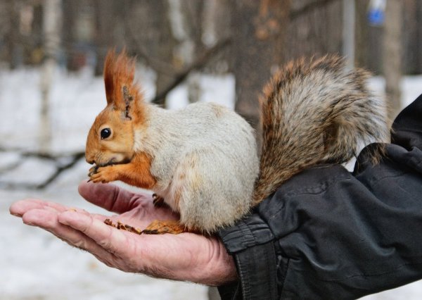Парк Танаис зимой белки