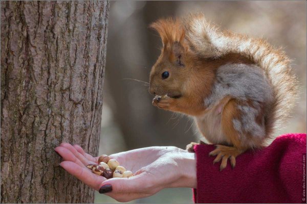 Парк Царицыно белки