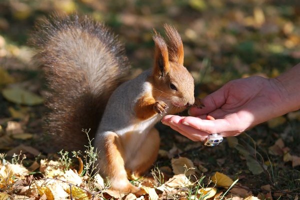 Кормит белку