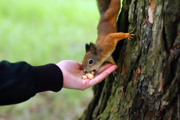 Белочка на руке